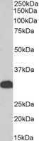 EB06507-B 1