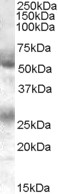 EB06563 1