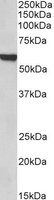 EB06000-T 2