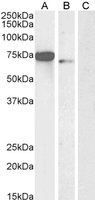 EB06006-T 1