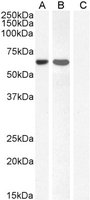 EB06007-T 1