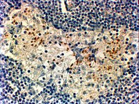 EB06007-T 2