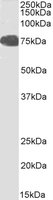 EB05226-T 1