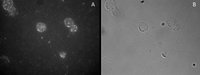 EB05294 4
