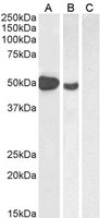 EB05294-T 2