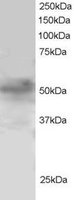 EB06032 1