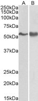 EB05153 1