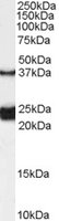 EB07563 1