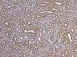 Goat Anti-GAPDH (C Terminus) Loading Control Antibody