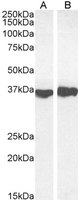 EB07069-T 2