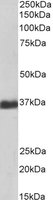 EB07069-B 1