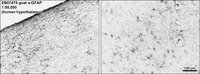 EB07478-T 2