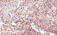 EB07136 1