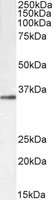 EB10456-B 1