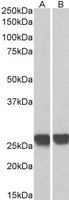 EB05284-B 1