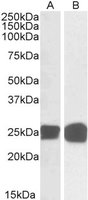 EB05284-T 1