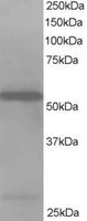 EB05432 1
