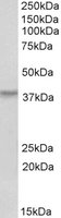 EB12204-B 1
