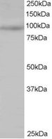 EB05454-T 1