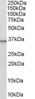 EB06597 1