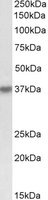 EB09899 1