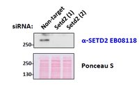 EB08118 1