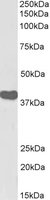 EB07784-B 1