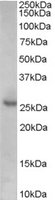 EB07131 1