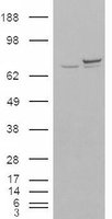 EB07858-T 2