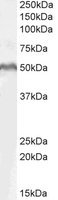 EB07196-T 1
