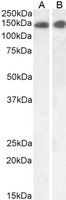 EB07263-T 1
