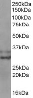 EB05088-T 1