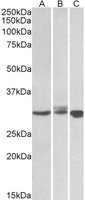 EB05088-T 2