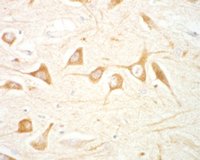 EB06550 1