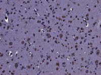 EB06550 2