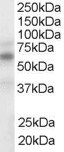 EB06522-T 1