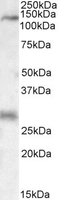 EB09554 1