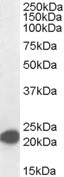 EB05058-T 1