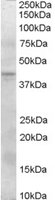 EB06689 1