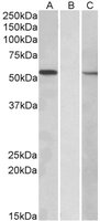 EB10286 1