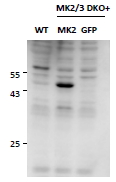 EB11929 1