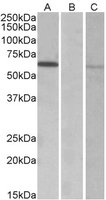 EB10898 2