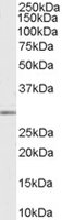 EB06891-T 1