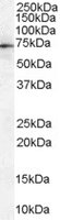 EB07307-T 1