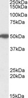 EB09838 1