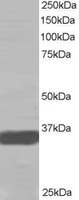 EB05410 1