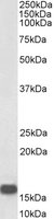 EB09686-B 1