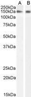 EB05259-T 1