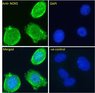 Goat Anti-NOX5 Antibody