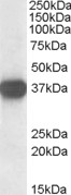 EB06684-T 1